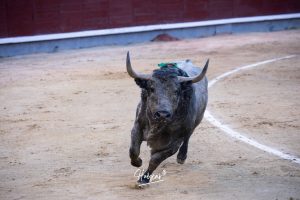Damián Castaño, herido, destaca en Las Ventas