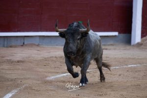 Damián Castaño, herido, destaca en Las Ventas