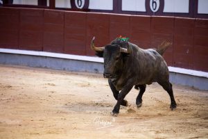 Damián Castaño, herido, destaca en Las Ventas