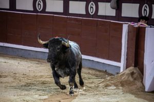 Damián Castaño, herido, destaca en Las Ventas