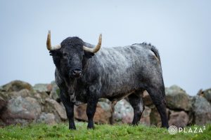 Los toros de Adolfo Martín para el 23 de marzo en Las Ventas