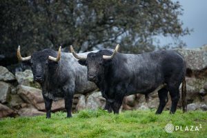 Los toros de Adolfo Martín para el 23 de marzo en Las Ventas