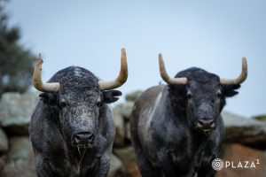 Los toros de Adolfo Martín para el 23 de marzo en Las Ventas