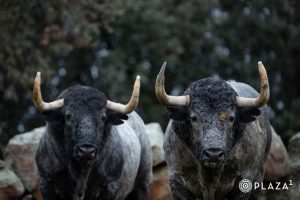 Los toros de Adolfo Martín para el 23 de marzo en Las Ventas