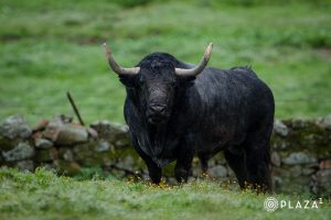 Los toros de Adolfo Martín para el 23 de marzo en Las Ventas