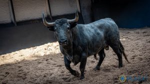 'Pastelero', de Adolfo Martín, abre el año taurino en Madrid