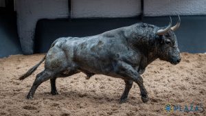 'Pastelero', de Adolfo Martín, abre el año taurino en Madrid