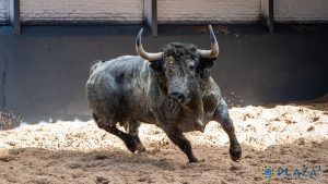 'Pastelero', de Adolfo Martín, abre el año taurino en Madrid