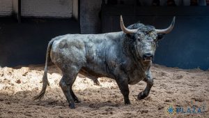 'Pastelero', de Adolfo Martín, abre el año taurino en Madrid