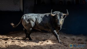 'Pastelero', de Adolfo Martín, abre el año taurino en Madrid