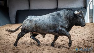 'Pastelero', de Adolfo Martín, abre el año taurino en Madrid