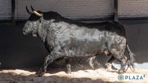 'Oficial', de Fuente Ymbro, abre la tarde en Las Ventas