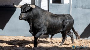 'Oficial', de Fuente Ymbro, abre la tarde en Las Ventas