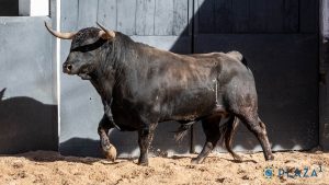 'Oficial', de Fuente Ymbro, abre la tarde en Las Ventas