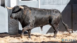 'Oficial', de Fuente Ymbro, abre la tarde en Las Ventas