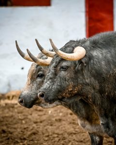 Los ejemplares de La Quinta para el comienzo de Castellón
