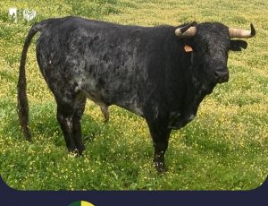 Orden de lidia para la segunda novillada del Circuito de Andalucía