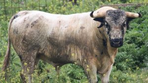 Sorteo de los novillos de Rocío de la Cámara para hoy en Sanlúcar