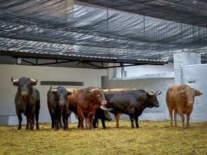 Novillos de Talavante para abrir la Feria de Fallas