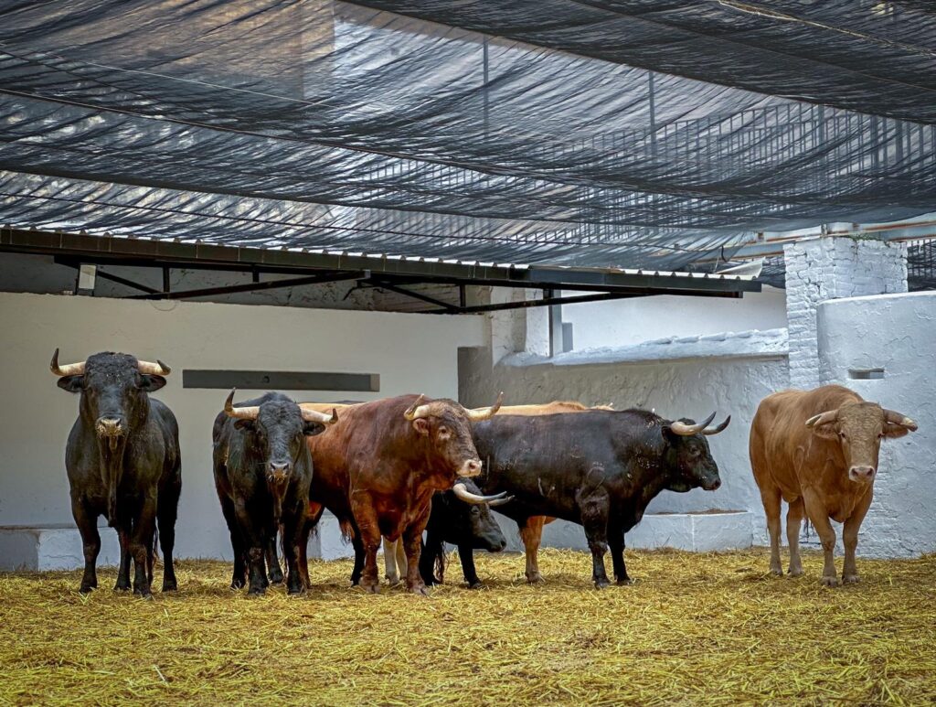 Novillos de Talavante para abrir la Feria de Fallas