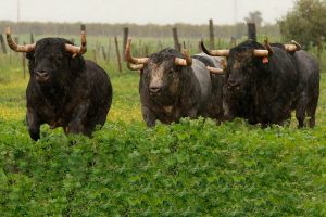 El Club Taurino Almodóvar visita la ganadería de Pablo Romero