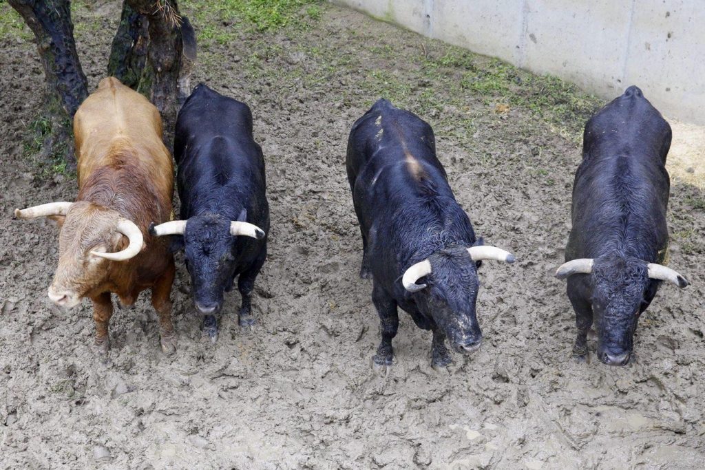 Los de Luis Algarra y Daniel Ruiz para esta tarde en Illescas