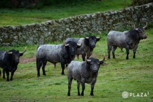 Vídeo de los toros de Adolfo Martín para el 23 de marzo en Madrid