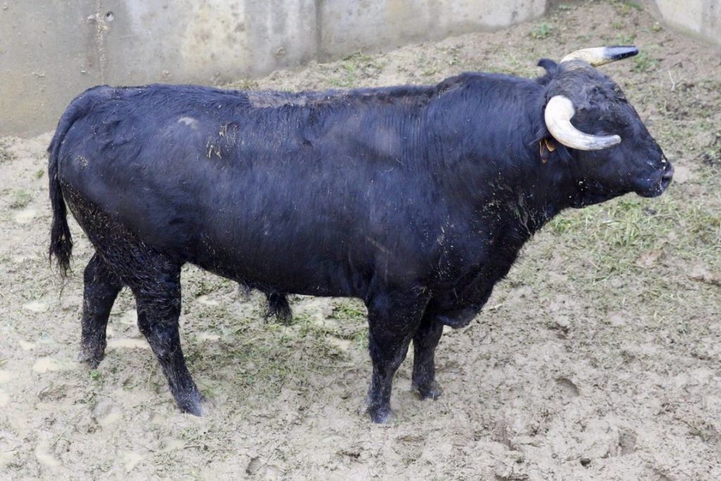 Los astados de El Capea y Carmen Lorenzo para Illescas