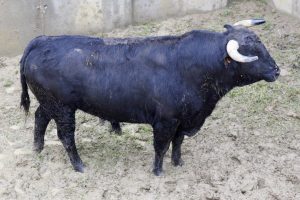 Los astados de El Capea y Carmen Lorenzo para Illescas