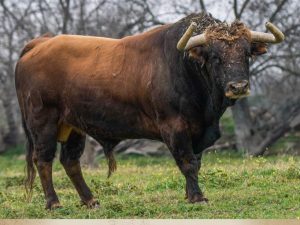 La previa de la tercera clasificatoria de la Copa Chenel