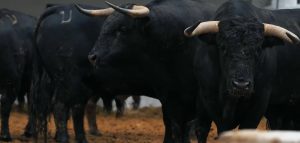 Sorteo de los toros de Juan Pedro Domecq para hoy en Valencia