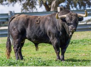 Los de Montealto y El Montecillo para el inicio de la Copa Chenel