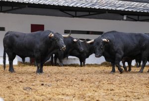 Los toros de El Parralejo para la primera corrida de las Fallas