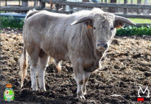 Cuajados novillos para la 1ª del Alfarero de Plata