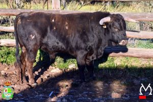 Cuajados novillos para la 1ª del Alfarero de Plata