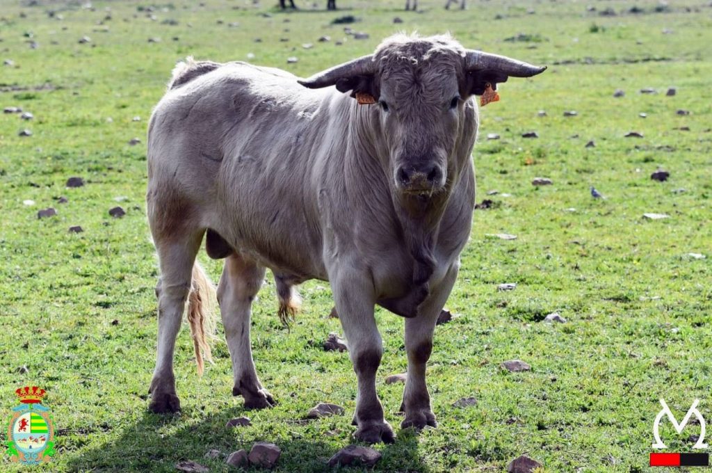 Orden de lidia para la primera del Alfarero de Plata