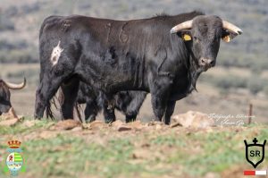 Cuajados novillos para la 1ª del Alfarero de Plata