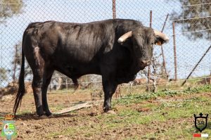 Cuajados novillos para la 1ª del Alfarero de Plata