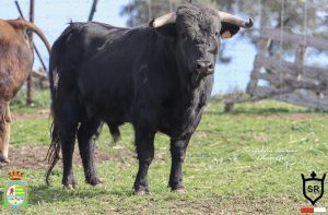 Cuajados novillos para la 1ª del Alfarero de Plata