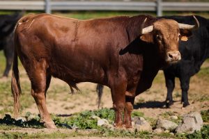Virgen María: Hechuras y cuajo para el Coliseo de Arles