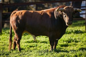 El debut de lujo de El Parralejo en Arles