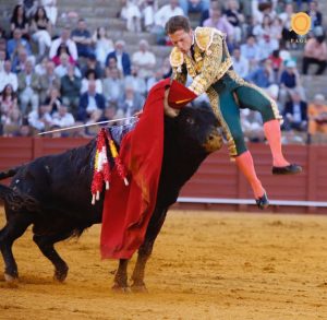 Oreja de mucho peso de Lama de Góngora en Sevilla