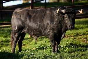El debut de lujo de El Parralejo en Arles