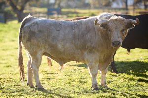 El debut de lujo de El Parralejo en Arles