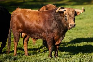 El debut de lujo de El Parralejo en Arles