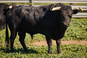 Virgen María: Hechuras y cuajo para el Coliseo de Arles
