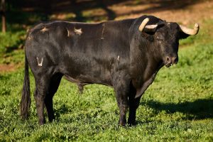 El debut de lujo de El Parralejo en Arles