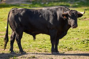 Virgen María: Hechuras y cuajo para el Coliseo de Arles