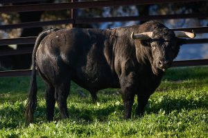 El debut de lujo de El Parralejo en Arles