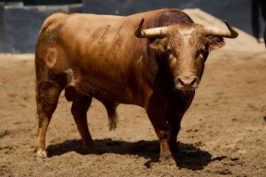 Los toros de Alcurrucén para hoy en Sevilla